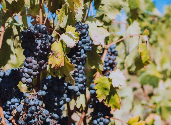 Vendanges 2026 en France : chiffres officiels, récolte, climat et tendances.